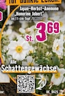Angebot im Hornbach Thaleischweiler-Fröschen Prospekt Hornbach Thaleischweiler-Fröschen Prospekt mit im Angebot für 3,69 €
