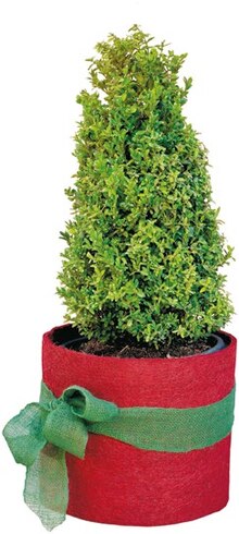 Pflanzen-Winterschutz* bei NETTO mit dem Scottie in Cottbus Pflanzen-Winterschutz* im Angebot bei NETTO mit dem Scottie Cottbus für 5,00 €