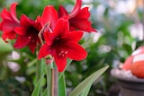 Promo Amaryllis à 5,49 € dans le catalogue Gamm vert à Labastide-Murat