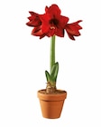 Amaryllis en pot terracotta en promo chez Lidl Mérignac à 3,99 €