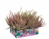 Heidekraut (Calluna vulgaris) im aktuellen Lidl Prospekt