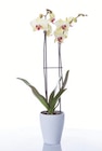 Schmetterlings-orchideen in Keramik Angebote bei Lidl Stuttgart für 9,99 €