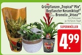 Grünpflanzen „Tropical“ Mix im Angebot bei EDEKA in Friedrichshafen Grünpflanzen „Tropical“ Mix Angebote bei EDEKA Friedrichshafen für 4,99 €