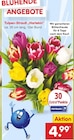 Tulpen-Strauß "Harlekin" Angebote bei Netto Marken-Discount Herne für 4,99 €