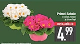 Primel-Schale im aktuellen EDEKA Prospekt für 4,99 €
