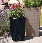 Truffaut Ancône - Promo 20% de remise sur les pots à réserve d'eau de la gamme Cubico Cottage Lechuza Promo 20% de remise sur les pots à réserve d'eau de la gamme Cubico Cottage Lechuza à dans le catalogue Truffaut à Ancône