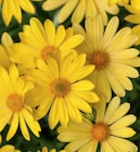 Aktuelles Gelbe Strauchmargerite Angebot bei toom Baumarkt in Hannover ab 5,99 €