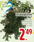 Strukturpflanzen Mix  im aktuellen EDEKA Prospekt für 2,49 €