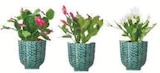 Schlumbergera en promo chez Super U Clermont-Ferrand à 5,99 €