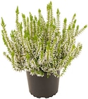 Besenheide im Penny Prospekt Besenheide von  im aktuellen Penny Prospekt für 1,49 €