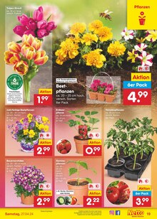 Pflanzen im Netto Marken-Discount Prospekt "Aktuelle Angebote" mit 51 Seiten (Dresden)