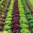 Promo Duo de salade à 1,99 € dans le catalogue Point Vert à Saint-André-de-Cubzac