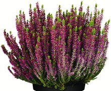 Besenheide bei Jawoll in Buxtehude Besenheide im Angebot bei Jawoll Buxtehude für 1,75 €