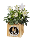 Hellebore en pot bois (rose de Noël) en promo chez Lidl Caen à 4,79 €