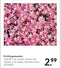 Frühlingsstauden Angebote bei Hellweg Mettmann für 2,99 €