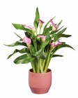 Calla en promo chez Lidl Grenoble à 5,59 €