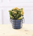 Kalanchoe en promo chez Super U Kalanchoe dans le catalogue Super U