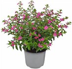 Köcherblümchen 'Flory Glory' im Angebot bei Penny in Dülmen Köcherblümchen 'Flory Glory' Angebote bei Penny Dülmen für 2,29 €