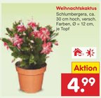 Weihnachtskaktus im Angebot bei Netto Marken-Discount in Erfurt Weihnachtskaktus Angebote bei Netto Marken-Discount Erfurt für 4,99 €