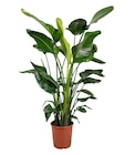 Strelitzia 'Nicolai' - Truffaut Strelitzia 'Nicolai' à 59,99 € dans le catalogue Truffaut