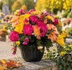 Jardiland Avignon - Promo Composition artificielle "Éternelle" ECLOZ Promo Composition artificielle "Éternelle" ECLOZ à 14,99 € dans le catalogue Jardiland à Avignon