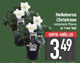Helleborus Christrose im EDEKA Prospekt Helleborus Christrose im aktuellen EDEKA Prospekt für 3,49 €