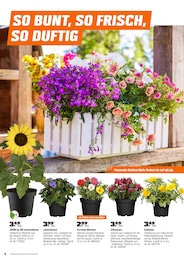 Sonnenblume Angebot im aktuellen OBI Prospekt auf Seite 4