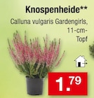 Zimmermann Magdeburg - Knospenheide Angebot im Prospekt Knospenheide bei Zimmermann im Magdeburg Prospekt für 1,79 €