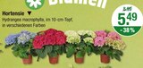 Hortensie von  im aktuellen V-Markt Prospekt für 5,49 €