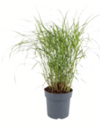 Gräser im toom Baumarkt Prospekt Gräser im aktuellen toom Baumarkt Prospekt für 19,99 €