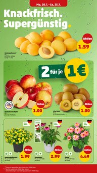 Tomaten im Penny Prospekt "Wer günstig will, muss Penny." mit 38 Seiten (Münster)