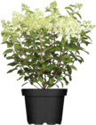 Rispenhortensie für 15,99 € bei Globus-Baumarkt im Angebot Rispenhortensie im aktuellen Globus-Baumarkt Prospekt