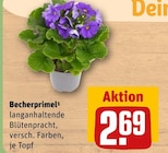 Becherprimel Angebote bei REWE Maintal für 2,69 €