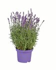 Aktuelles Lavendel angustifolia Angebot bei Lidl in Stuttgart ab 2,99 €