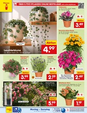 Aktueller Netto Marken-Discount Prospekt mit Stauden, "Aktuelle Angebote", Seite 20