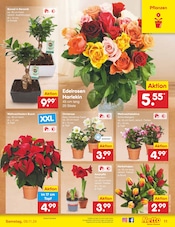 Aktueller Netto Marken-Discount Prospekt mit Blumen, "Aktuelle Angebote", Seite 11