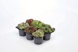 Sempervivum Angebote bei Lidl Delmenhorst für 4,49 €