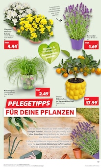 Chrysantheme im aktuellen Kaufland Prospekt (Nürnberg) Chrysantheme im Kaufland Prospekt "Aktuelle Angebote" mit 52 Seiten (Nürnberg)