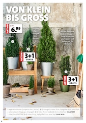 Aktueller Moubis Pflanzenhof Prospekt mit Thuja, "MACH DEINEN GARTEN HERBST-FIT", Seite 6