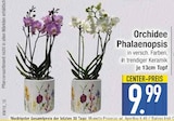 Orchidee Phalaenopsis Angebote bei E center Regensburg für 9,99 €