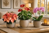 Aktuelles Flamingoblume Angebot bei Netto Marken-Discount in Essen ab 5,99 €