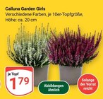 Calluna Garden Girls im Angebot bei GLOBUS in Amberg Calluna Garden Girls Angebote bei GLOBUS Amberg für 1,79 €