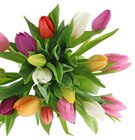 Aktuelles Tulpen Harlekin Angebot bei Penny in Erfurt ab 5,99 €