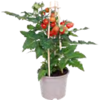 GOURMETGEMÜSE-PFLANZEN „PICK AND JOY“ von grow by OBX für 10,99 € bei OBI im Angebot GOURMETGEMÜSE-PFLANZEN „PICK AND JOY“ von grow by OBX im aktuellen OBI Prospekt