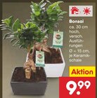 Bonsai Angebote bei Netto Marken-Discount Herne für 9,99 €