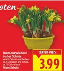 Blumenzwiebeln in der Schale Angebote bei E center Falkensee für 3,99 €