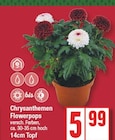 Chrysanthemen Flowerpops von  im aktuellen EDEKA Prospekt für 5,99 €