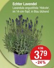 Echter Lavendel im aktuellen V-Markt Prospekt für 3,79 €