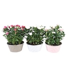 Coupe de rosiers en promo chez Carrefour Paris à 8,99 €