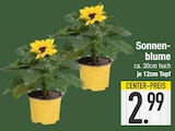Sonnenblume Angebote bei EDEKA Ingolstadt für 2,99 €